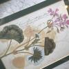 Trio of Framed Botanical Prints 13.25"x15.5" - 7