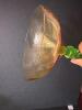 Uranium Art Deco-Style Green Uranium Glass Champagne Coupes - 9