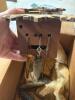 German Black Forest-Style Cuckoo Clock with Carved Bird Decoration - For Parts/Repair - 6