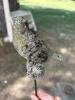 Plastic/Resin Bird Bath with Frogs and Bird Stake - 2