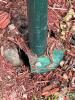 Metal Bird Feeder with Squirrel Baffle - 5