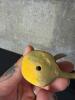 Brass Scottie Dog Figurine with Chain and Abstract Brass Mouse - 3