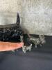 Ceramic Scottie Dog Figurines in the Mid-Century Modern Style - 2