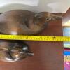 Pair of Carved Wood Duck Decoys - 7