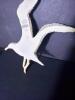 Seagull Wall Plaques by Leisure Craft Industries - 5