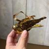 Assorted Bird Ornaments in Folk Art and Metallic Styles - 6