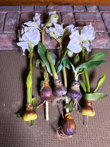 Faux Amaryllis Bulbs With White Blooms and Foliage