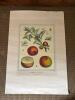 Pomona Gallica Botanical Print