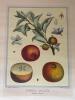 Pomona Gallica Botanical Print - 2