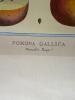 Pomona Gallica Botanical Print - 3