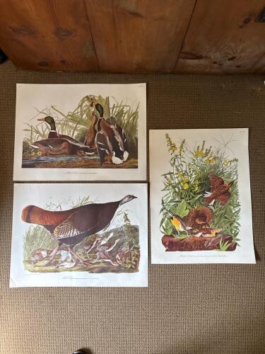 Audubon Bird Prints Set of Three