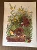 Audubon Bird Prints Set of Three - 2