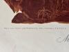 Audubon Bird Prints Set of Three - 4