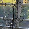 Pair of Lighted Decorative Birch Trees - 3
