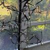 Pair of Lighted Decorative Birch Trees - 4