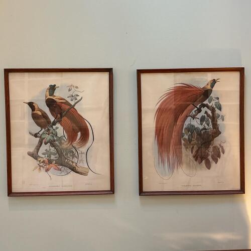 Pair of 21" x 25" Framed Paradisea Raggiana Bird Art Prints