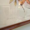 Pair of 21" x 25" Framed Paradisea Raggiana Bird Art Prints - 3