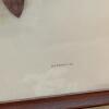 Pair of 21" x 25" Framed Paradisea Raggiana Bird Art Prints - 9