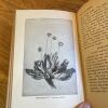 Wild Flowers Every Child Should Know - Hardcover - 9