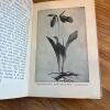 Wild Flowers Every Child Should Know - Hardcover - 10