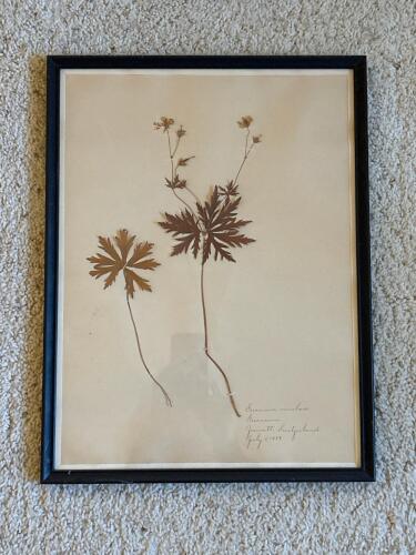 Framed Pressed Geranium 1899 Botanical Specimen