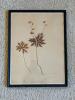 Framed Pressed Geranium 1899 Botanical Specimen