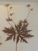 Framed Pressed Geranium 1899 Botanical Specimen - 2