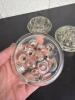 Clear Glass Flower Frog Arrangers - 6