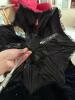 Victorian-Style Black Velvet Skirt and Parasol - 6