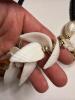 Handcrafted Wood, Shell, and Bead Necklaces with Animal Motifs - 4