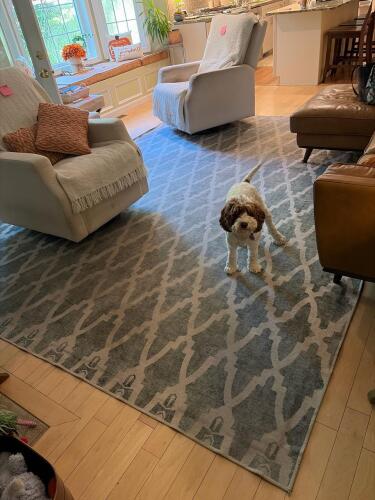 Gray Lattice-Pattern Area Rug by Ruggable