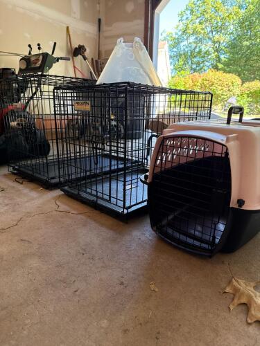 Dog Crates, Pet Carrier with Cone of Shame