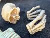 Halloween Skeleton Collection - 2