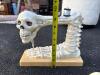 Halloween Skeleton Collection - 4