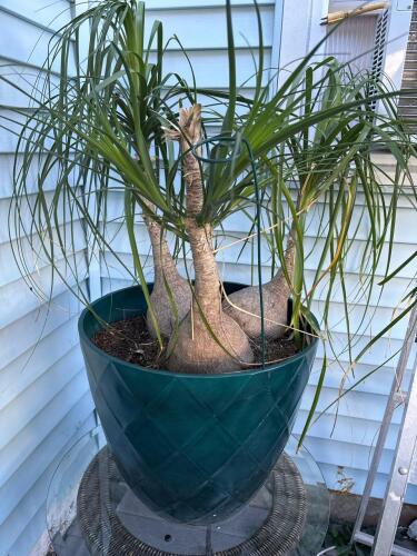Ponytail Palm in Decorative Green Planter