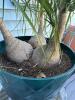 Ponytail Palm in Decorative Green Planter - 2