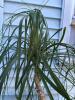 Ponytail Palm in Decorative Green Planter - 3