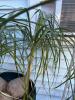 Ponytail Palm in Decorative Green Planter - 4