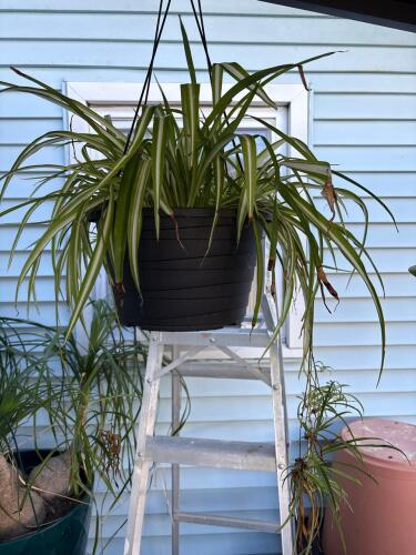 Spider Plant in Black Hanging Pot