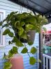 Golden Pothos Hanging Houseplant in Black Plastic Pot