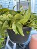 Golden Pothos Hanging Houseplant in Black Plastic Pot - 2
