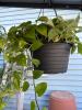 Golden Pothos Hanging Houseplant in Black Plastic Pot - 3