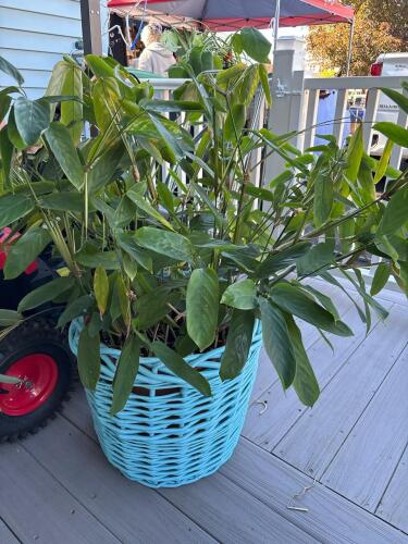 Marantaceae in Blue Wicker Basket