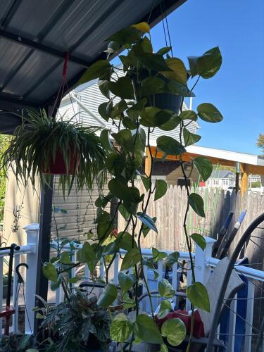 Golden Pothos Hanging Plant