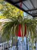 Spider Plant in Hanging Red Pot