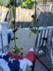 Spider Plant in Hanging Red Pot - 2