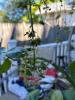 Spider Plant in Hanging Red Pot - 3