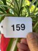 Spider Plant in Hanging Red Pot - 4