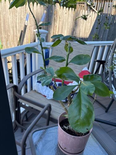 Potted Crown of Thorns Euphorbia Plant