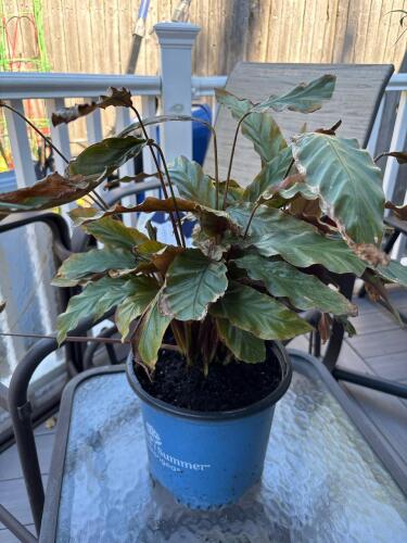Potted Calathea Rufibarba Foliage Plant